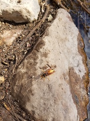 Polistes comanchus comanchus