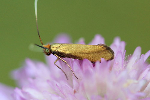 Buožaininė Ilgaūsė Makštinė Kandis nuotrauka