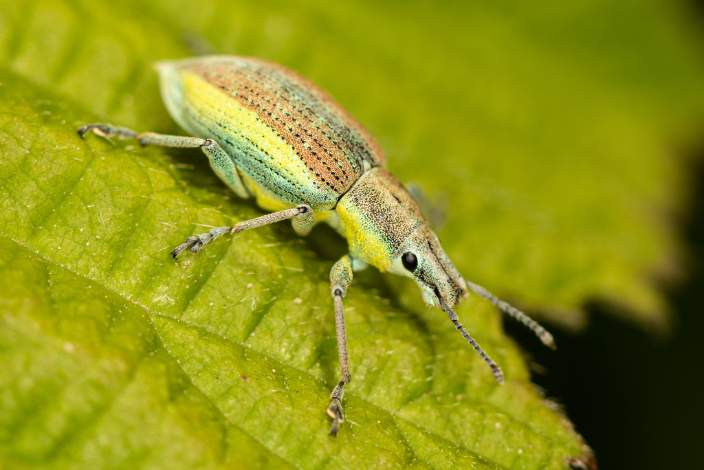 Chlorophanus vittatus