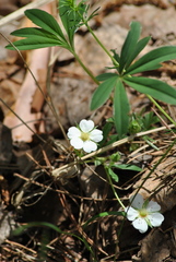 Potentilla alba
