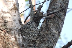 Aegithalos caudatus caudatus