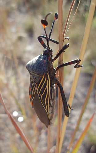 Giant Mesquite Bug