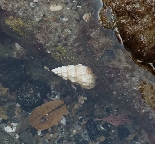 Nassarius mendicus