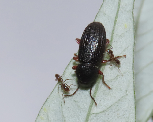 iNaturalist observation photo of Darkling Beetles