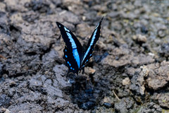 Papilio oribazus