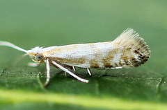 Argyresthia abdominalis