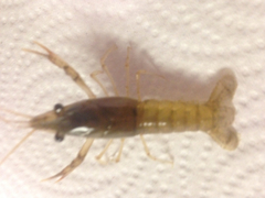 Procambarus zonangulus