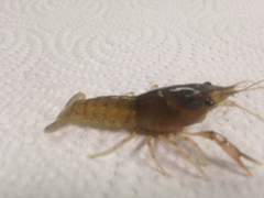 Procambarus zonangulus