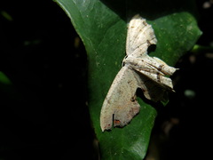 Dysaethria flavistriga