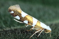 Argyresthia brockeella