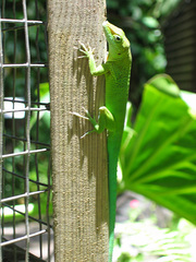 Anolis marmoratus