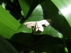 Dysaethria flavistriga