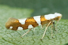 Argyresthia brockeella