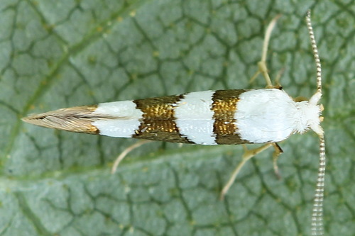 Gold-ribbon Argent, photo 3 of 10