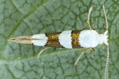 Argyresthia brockeella