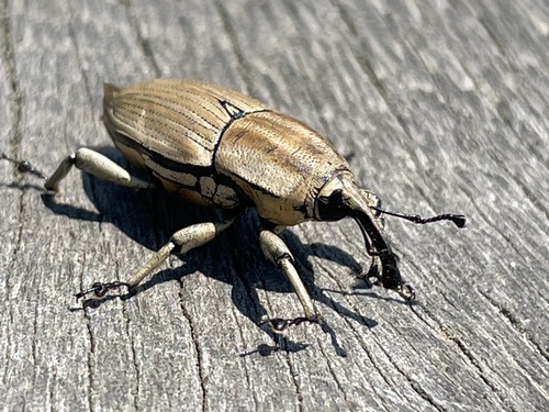 Clay-colored Billbug photo 3