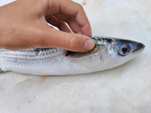 Thinlip grey mullet (Liza ramada) — Mugilidae — 4