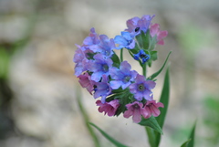 Pulmonaria angustifolia