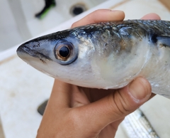 Thinlip Grey Mullet photo 4