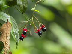 Clerodendrum laevifolium