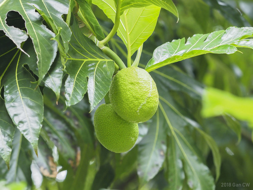 Artocarpus altilis