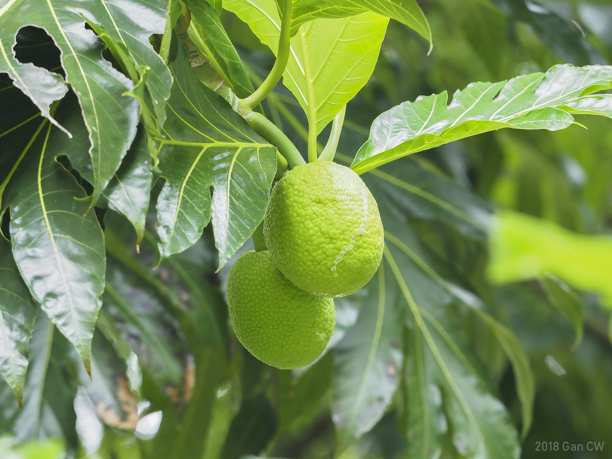 Artocarpus altilis