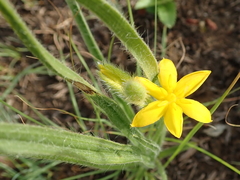 Hypoxis filiformis