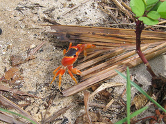 Gecarcinus lateralis