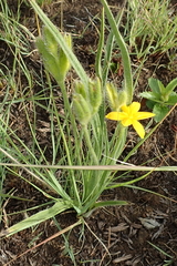 Hypoxis filiformis