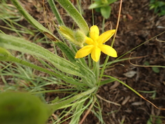 Hypoxis filiformis