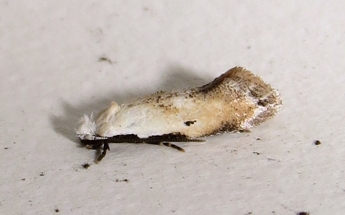 Mea skinnerella