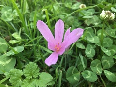 Colchicum hierosolymitanum