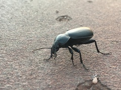 Carabus impressus