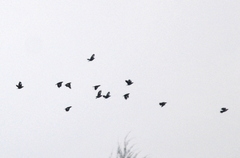 Acridotheres javanicus