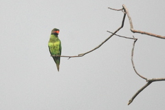 Psittacula longicauda