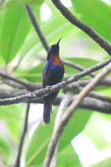 Leptocoma calcostetha