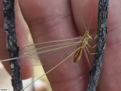 Nemopteridae