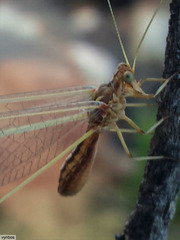 Nemopteridae