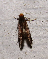 Doleromorpha porphyria