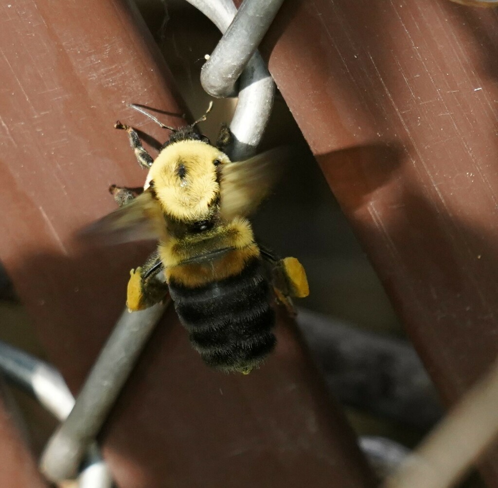 Brown-belted Bumble Bee from Menomonie, WI 54751, USA on June 1, 2023 ...