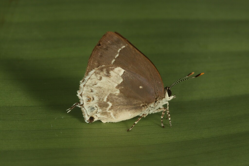 Nicolaea viceta