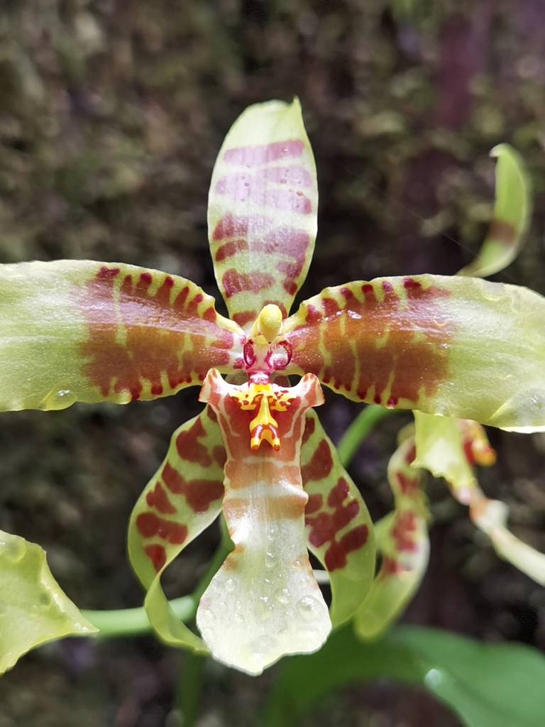 Rossioglossum schlieperianum