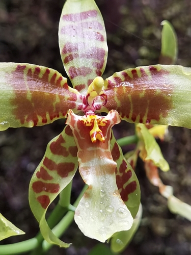 Rossioglossum schlieperianum, photograph 2