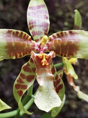 Rossioglossum schlieperianum, photograph (c) Eduardo Chacón Madrigal, some rights reserved (CC BY)