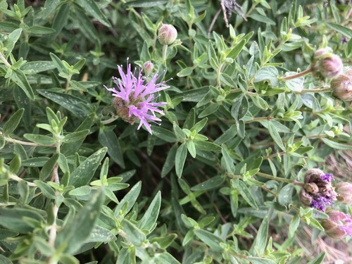 Mountain Coyote Mint