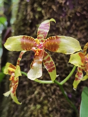 Rossioglossum schlieperianum, photograph (c) Eduardo Chacón Madrigal, some rights reserved (CC BY)