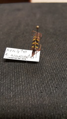 Neoclytus acuminatus acuminatus