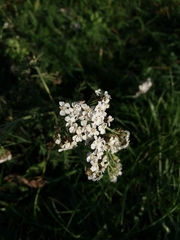 Achillea millefolium