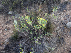 Helichrysum hamulosum