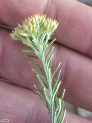 Helichrysum hamulosum